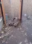 Патици Каки Кембъл, снимка 1