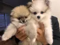 Кученца померани, снимка 1