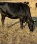 Продавам 10 Бременни Крави, снимка 4