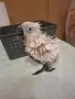 Какаду Алба за дохранване, снимка 1