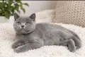 Пухкаво британско момченце!, снимка 2