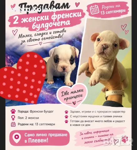 Френски будочета