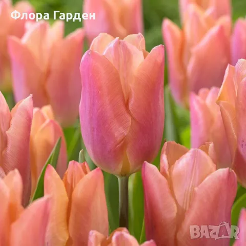 ЛАЛЕТА Луковици - ПАКЕТИ, снимка 5 - Сортови семена и луковици - 56733038