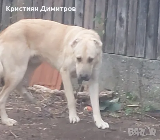 Млад мъжкар за Разплод 