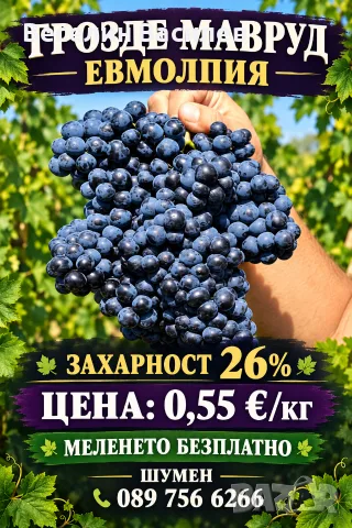 МАВРУД/ЕВМОЛПИЯ/ 0,55€ × БЕЗПЛАТНО СМИЛАНЕ