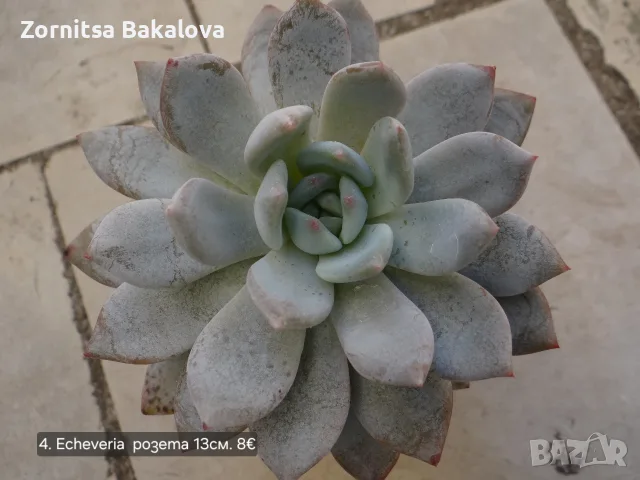 Сукуленти Echeveria различни видове, снимка 7 - Стайни растения - 56716473