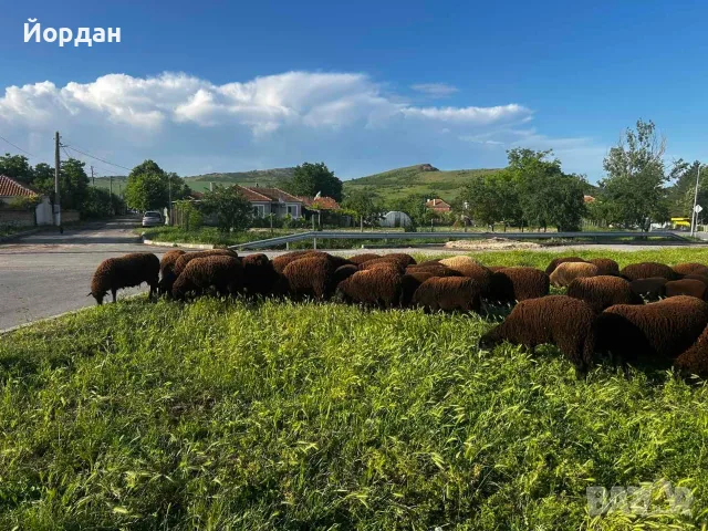 Продавам овце порода медно червена шуменска