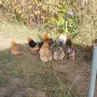 Продавам мини кохин, снимка 13