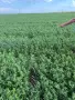 Бали ЛЮЦЕРНА ОВЕС , снимка 1