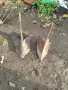 КАРТОФОВАДАЧ + два браздира, снимка 3