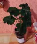 Мушкато лилав цвят, снимка 2