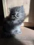 Персийско мъжко коте, снимка 10