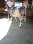 Предлагаме телешко месо , снимка 6