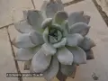 Сукуленти Echeveria различни видове, снимка 7