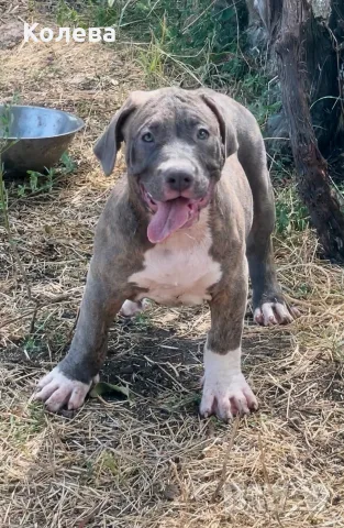 ТОП Американско були ХЛ/ American bully XL, снимка 6 - Други - 56561388
