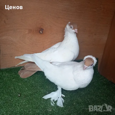 Продавам гълъби, снимка 4 - Гълъби - 56628363