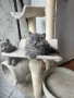Продавам британски котета , снимка 9