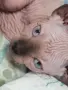 Сфинкс, момчета и момичета, снимка 2