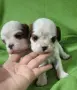 Кавалер Кинг Чарлз шпаньол , снимка 2