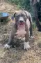 ТОП Американско були ХЛ/ American bully XL, снимка 6