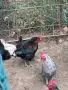 Млади петли 5 месеца, снимка 3