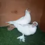 Продавам гълъби, снимка 4