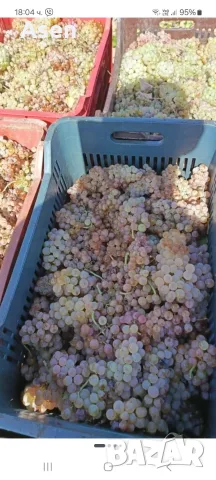 продавам грозде мерло кабарне алиготе 0.  40 цента 
