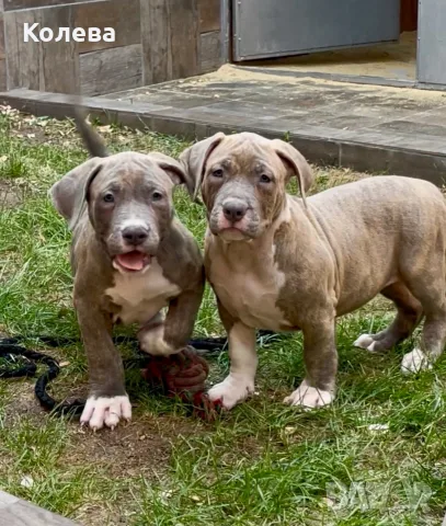 ТОП Американско були ХЛ/ American bully XL, снимка 2 - Други - 56561388