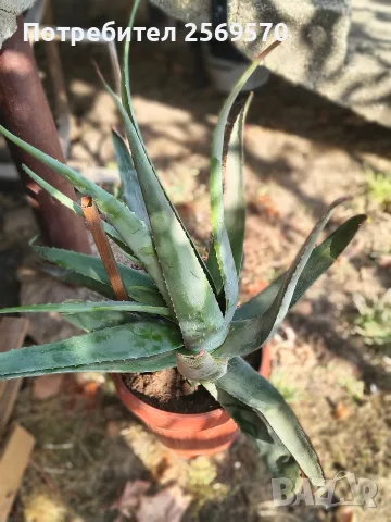 🌿 ПРОДАВАМ ЛЕЧЕБНО АЛОЕ ВЕРА 🌿 , снимка 3 - Стайни растения - 56662282