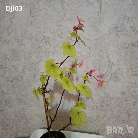 Стайна Бегония Цвете, снимка 6 - Стайни растения - 56570288