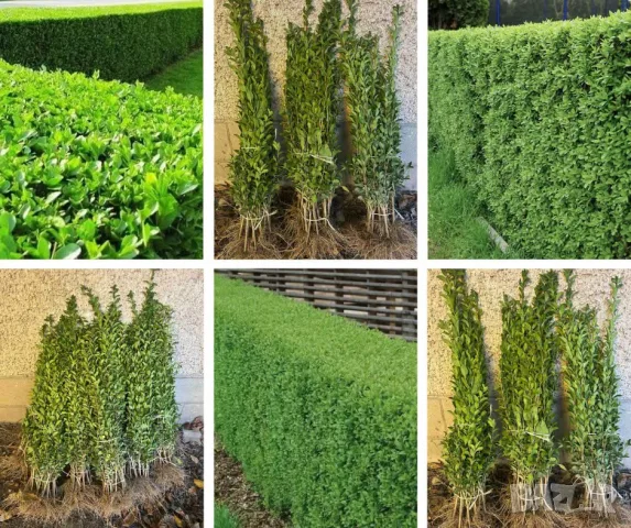 ВЕЧНОЗЕЛЕН ЛИГУСТРУМ (Ligustrum ovalifolium) 