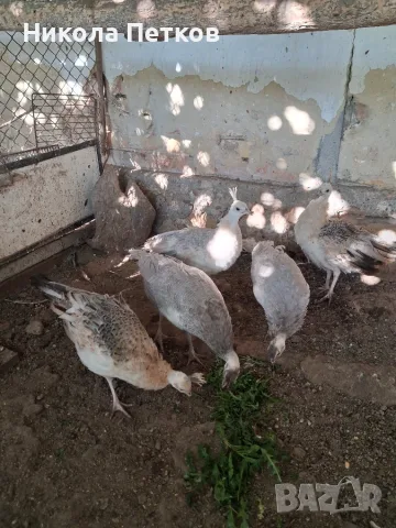  пауни женски чернокрили