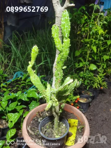 Кактус Opuntia monacantha ‘Monstruosa
