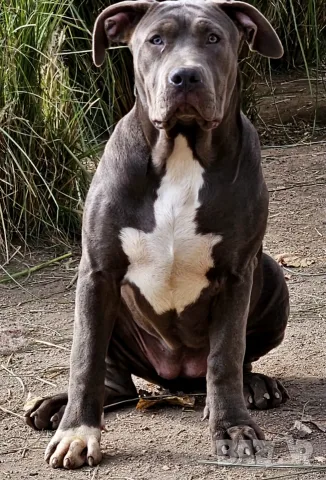 Американско Були Хл American bully Xl 