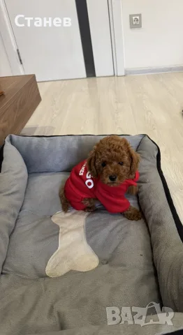Той пудел момче / Toy poodle boy, снимка 2 - Пудели - 56439896