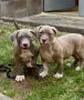 ТОП Американско були ХЛ/ American bully XL, снимка 2