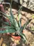 🌿 ПРОДАВАМ ЛЕЧЕБНО АЛОЕ ВЕРА 🌿 , снимка 3