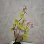 Стайна Бегония Цвете, снимка 6
