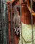 Захарни катеричка, снимка 8