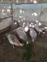  пауни женски чернокрили, снимка 1