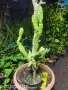 Кактус Opuntia monacantha ‘Monstruosa, снимка 1