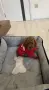 Той пудел момче / Toy poodle boy, снимка 2