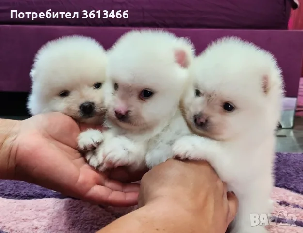 Померански шпиц чисто бели, снимка 4 - Померан - 56745146