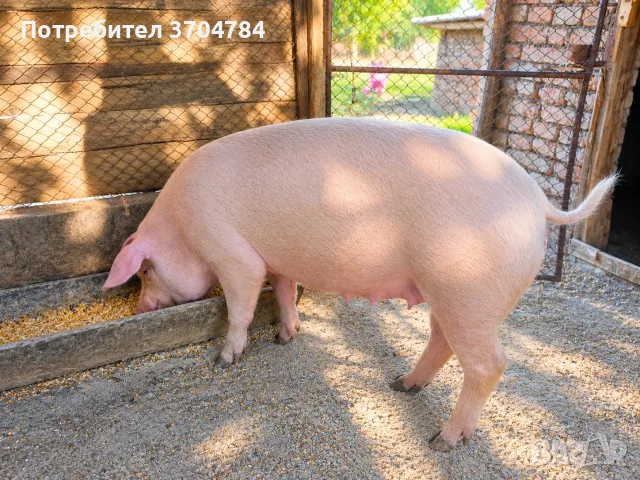 Продавам заплодена свиня 