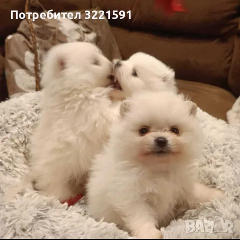 Померани мъжко и женско , снимка 3 - Померан - 49858182
