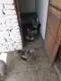 продавам пуйки пуяци, снимка 9