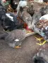 Катунски ярки на 5 месеца, снимка 1