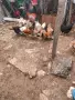 продават се млади кокошки и два петела , снимка 3
