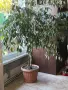 Фикус Бенджамин , снимка 1