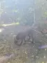 Курцхар на 2 години , снимка 2